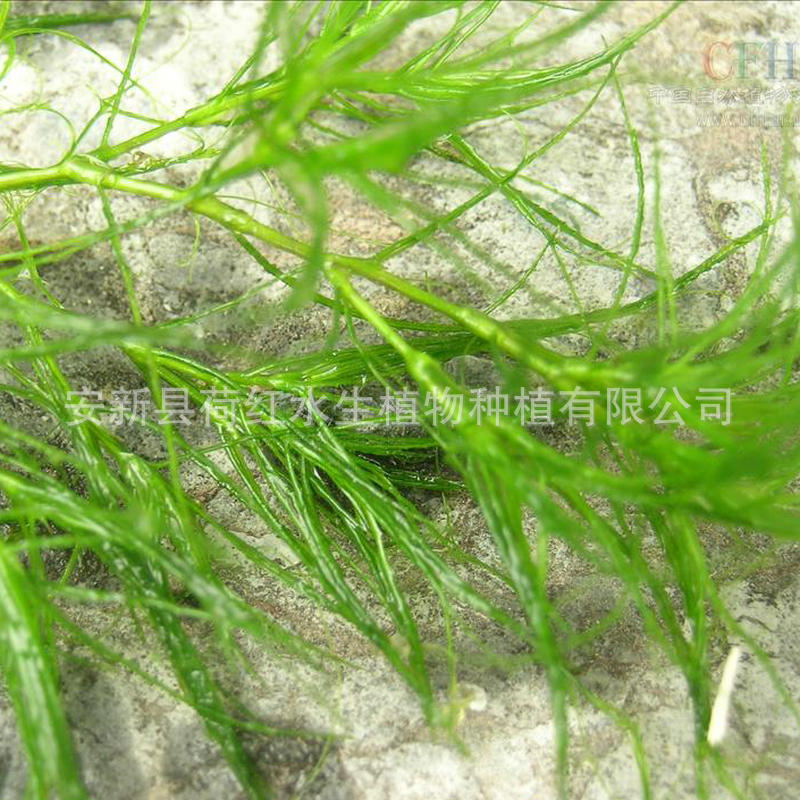 Supply of Submersed Plants, Aquatic Plants, Small Duckweed, Water Quality Purification, Water Body Greening, Duckweed Manufacturer Sales
