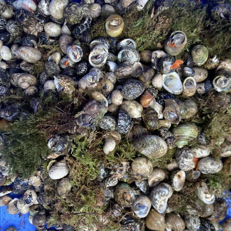 Wholesale Hermit Crabs for Street Vending, Beginner-Friendly Pets, Gray-White Short-Arm Deep Purple Lira Small Bean-Shaped Live Cute Crabs for Cross-Border Sales