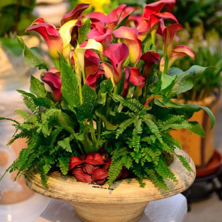 Импортные луковицы каллы, крупные, с высоким уровнем выживаемости, для горшечной и уличной посадки