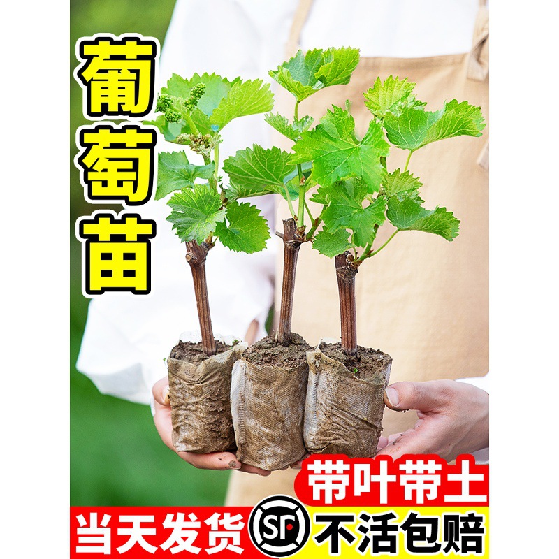 Саженцы винограда Kyoho Sunshine Rose, летние черные саженцы с листьями для посадки на юге и севере, комнатные вьющиеся растения