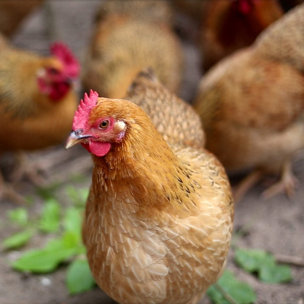 Курица Вэньчанг, специальность Хайнаня, выращивается 120-130 дней и теперь забивается. Свежая курица, целая курица, кокосовая курица для хот-пота