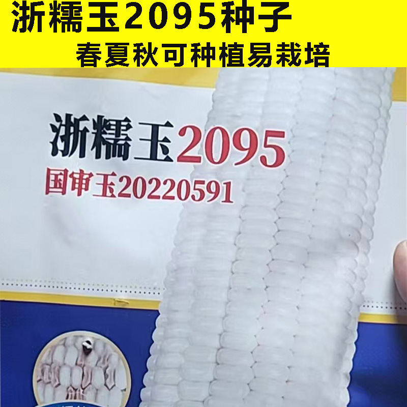 Белые восковые семена кукурузы, белые восковые семена кукурузы, семена фруктовой кукурузы, ароматные, мягкие и восковые высокоурожайные семена кукурузы
