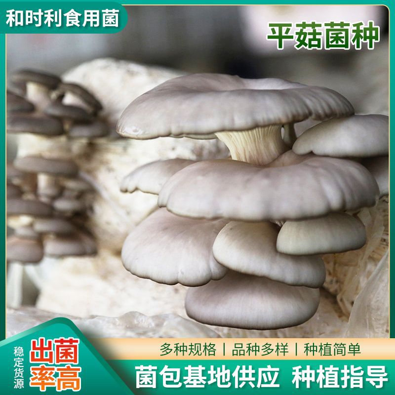 Early Autumn Edible Mushroom Bag, Oyster Mushroom Spawn Bag, 3kg Spawn Bags, Oyster Mushroom Original Spawn Cultivation Spawn Bag, Three-Level Spawn Bag