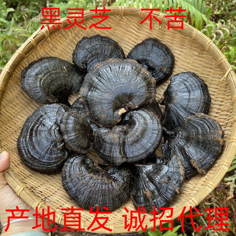 оптовая продажа черной ганодермы целиком не горькая подарочная коробка большой объем прямые волосы без ручки можно нарезать суп для агентов