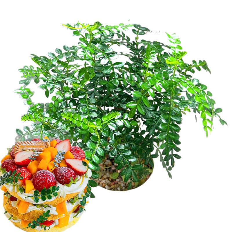 Fragrant Pepper Wood Potted Green Plants and Flowers Balcony Indoor Mosquito Repellent Grass Saplings Old Pile Mint Rosemary