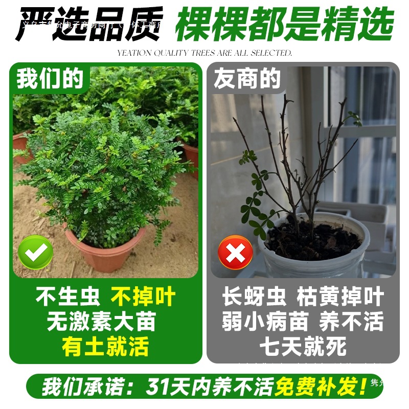 Fragrant Pepper Wood Potted Green Plants and Flowers Balcony Indoor Mosquito Repellent Grass Saplings Old Pile Mint Rosemary