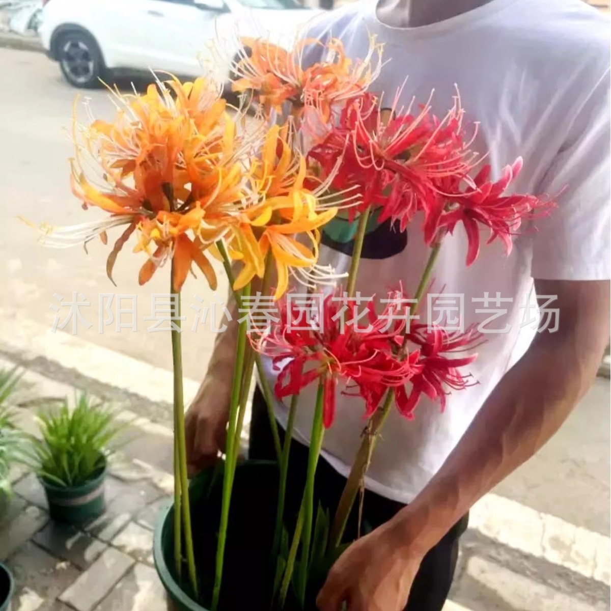 Base Wholesale Bianhua Seeds Manzhushahua Potted Bianhua Seed Bulbs Lycoris Flowers Indoor Four-Season Florals