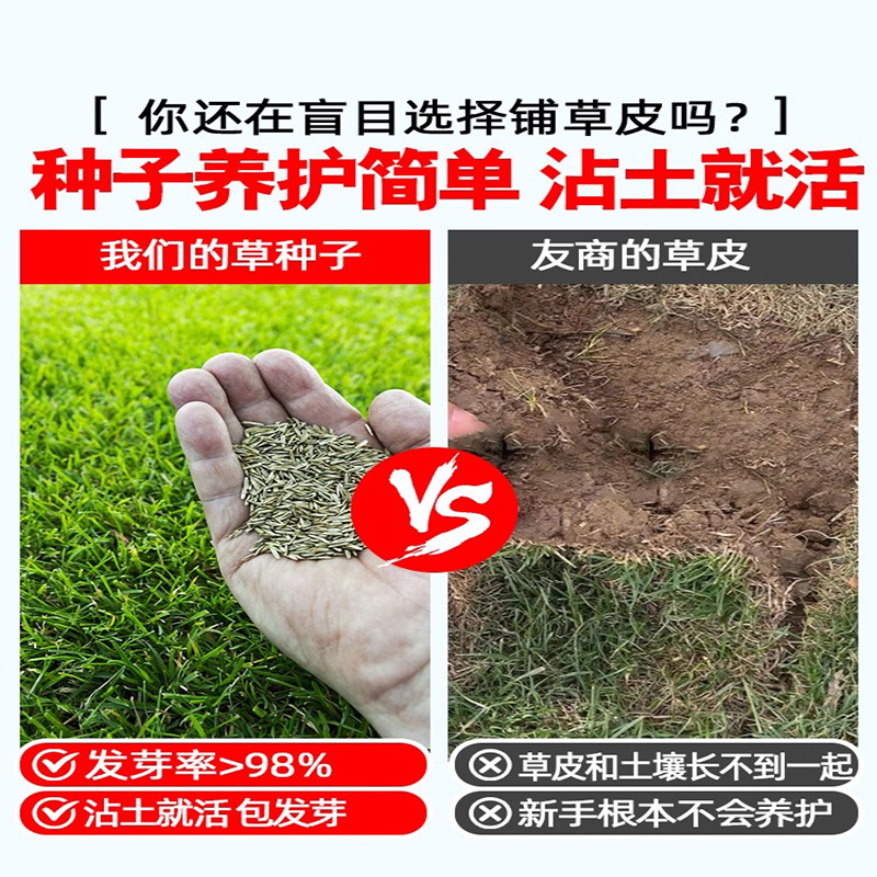 Cut-Off Yingcao Seeds, Pruning-Free Dwarf Lawn Seeds, Four-Season Evergreen Turf Seeds, Golf Course Turf Seeds