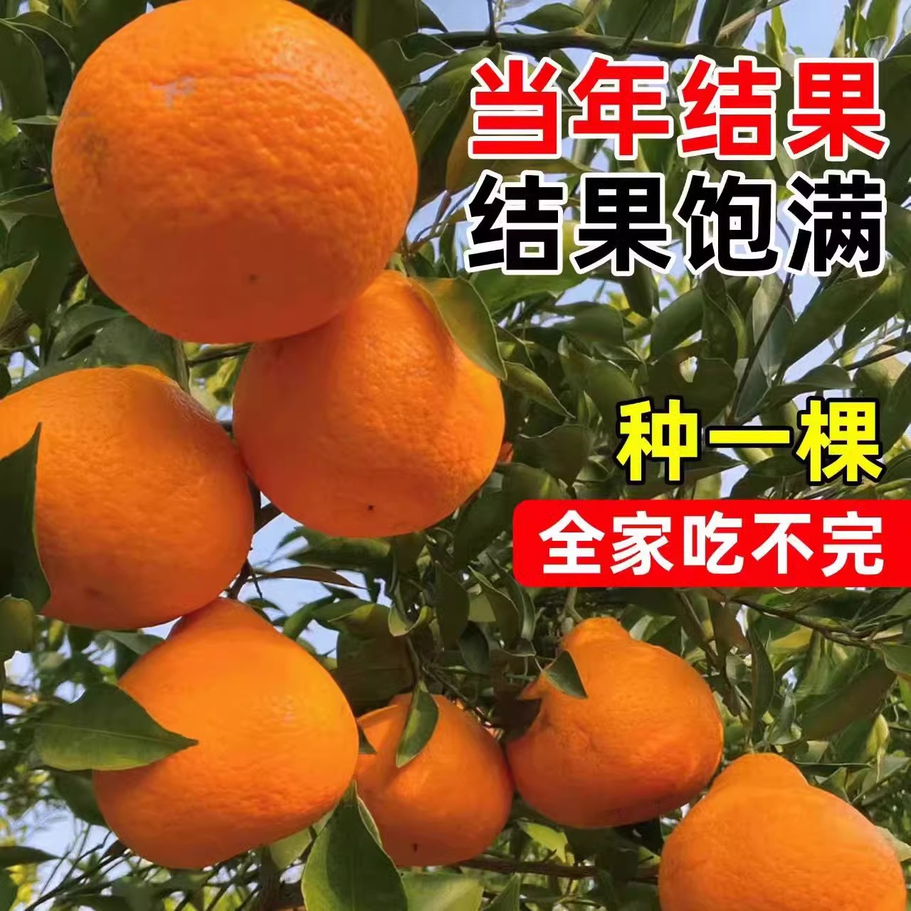 Authentic Sichuan Spring Mandarin Seedlings, Ugly Orange Mandarin Citrus Fruit Tree Seedlings for Courtyard Planting, Produces Fruit in All Seasons