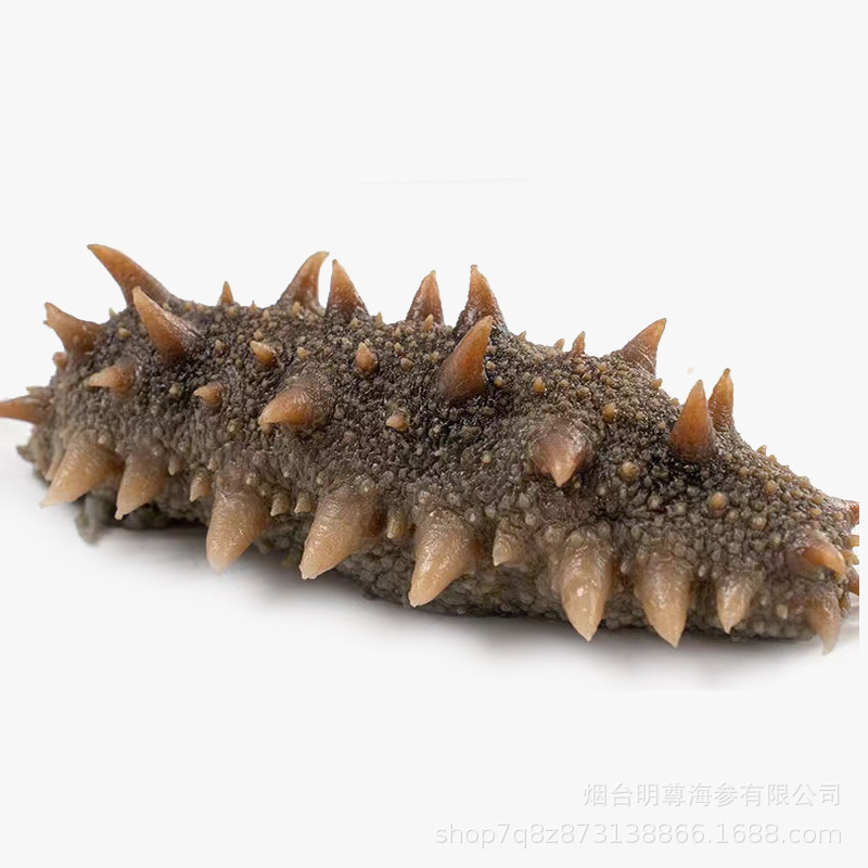 Mingzun 9A Grade Dalian Ready-To-Eat Sea Cucumber Dalian Fresh Sea Cucumber Factory Direct Wholesale Ready-To-Eat Sea Cucumber 500g
