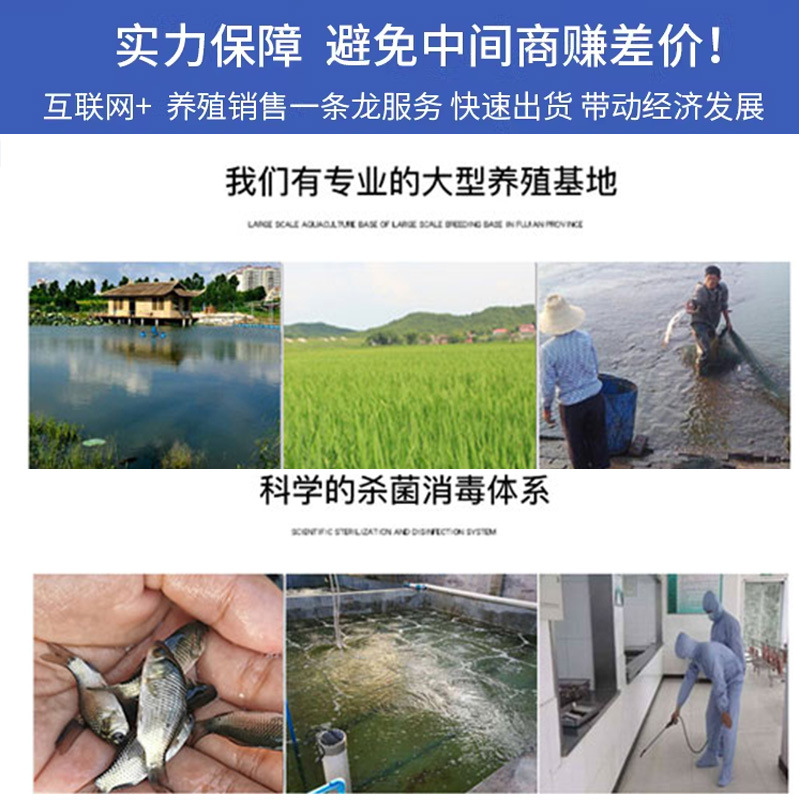 White Silver Carp Fry Jumping Silver Carp and Bighead Carp Water Silver Carp White Lotus Fish Ornamental Fish Fry Live Small Fry Freshwater Edible Cultured Cold Water