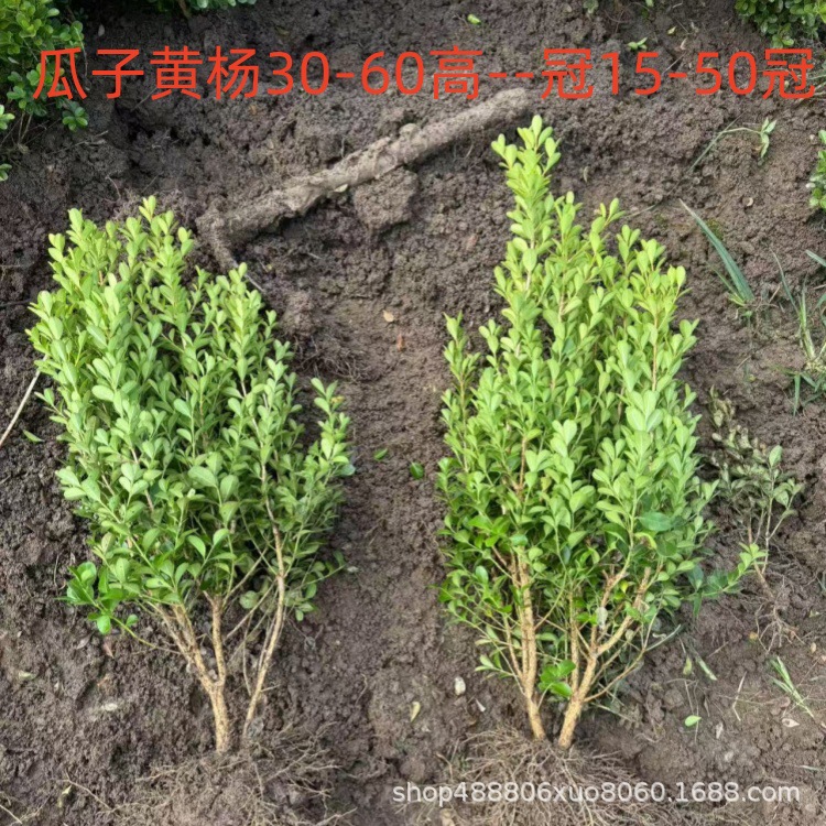 Саженцы мелколистного самшита, саженцы самшита с семенами дыни, саженцы французского холли, саженцы самшита с золотистой каймой для живой изгороди, крупнолистный самшит.