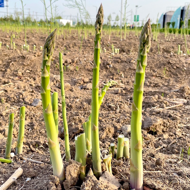 Asparagus Seedling Roots, Green Asparagus Seedlings, Four-Season Vegetable Seedlings, Balcony Planting, Perennial Bamboo Shoot Roots, Asparagus Roots