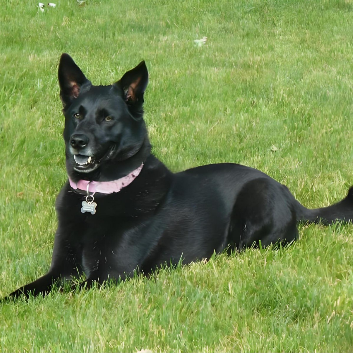 Purebred Five Black Dog Puppies Live Domestic Pet Dog Medium-Sized Dog Double Bloodline Authentic Five Black Puppies Dog Wholesale