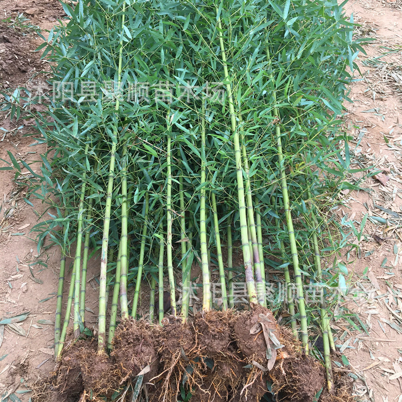 Саженцы бамбука, садовые растения, фиолетовый бамбук, золотой инкрустированный нефрит, бамбук Лохан, морозостойкие с севера, вечнозеленые, крупные саженцы для наземной посадки
