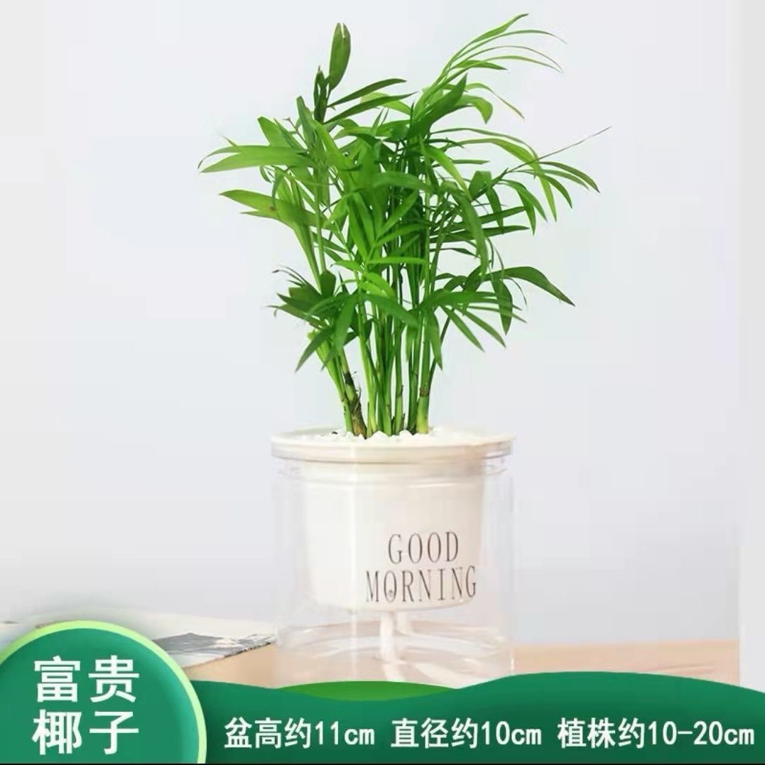 Green dill rich tree asparagus fleshy flower potted plant indoor mint rich bamboo hydroponic small green plant to feed well