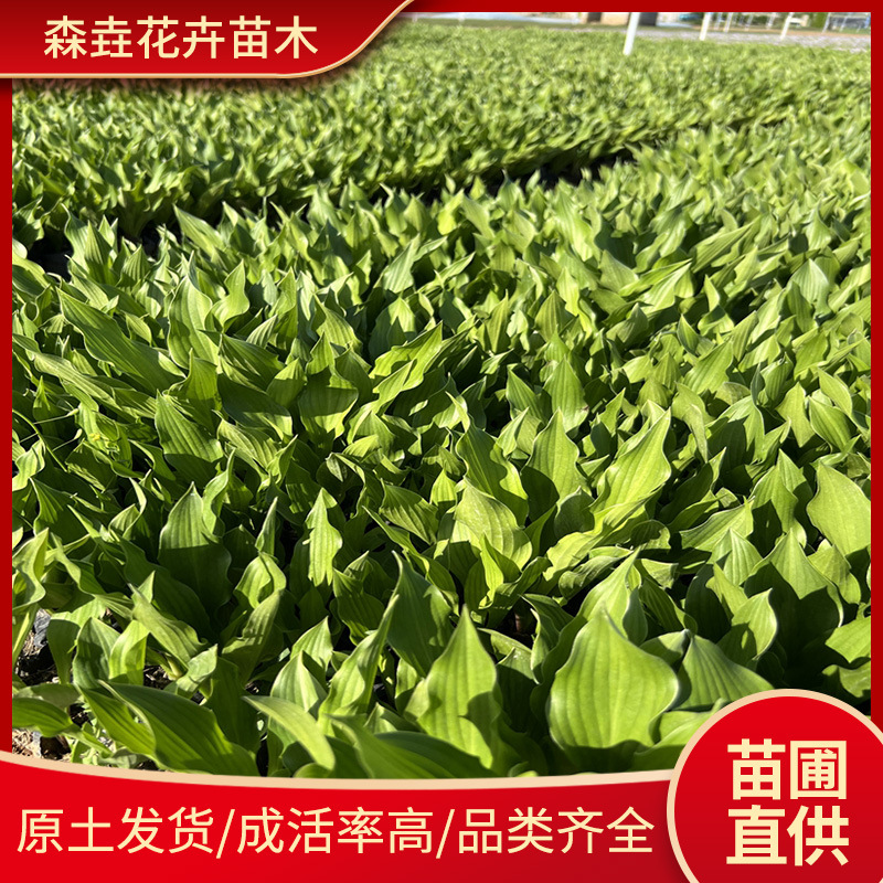 Саженцы цветка хосты, многолетние теневыносливые и жаростойкие растения с листвой и цветами, декоративные хосты в горшках для двора