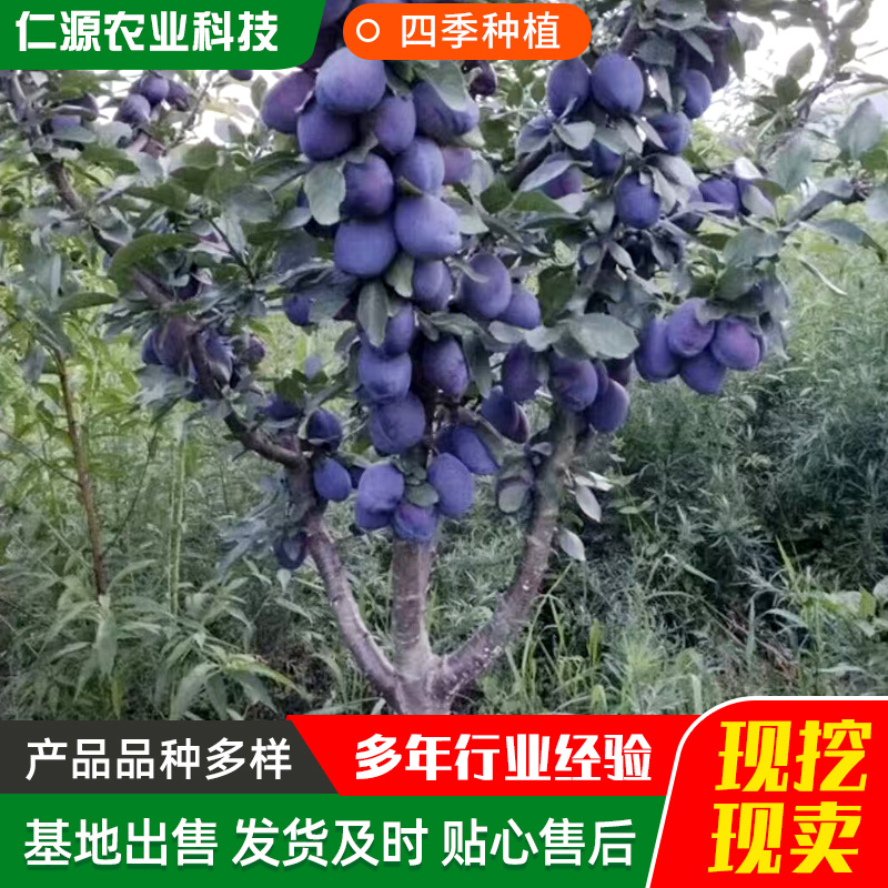 Саженцы сливы, саженцы сливы чернослива, новые сорта, привитые саженцы французской сливы