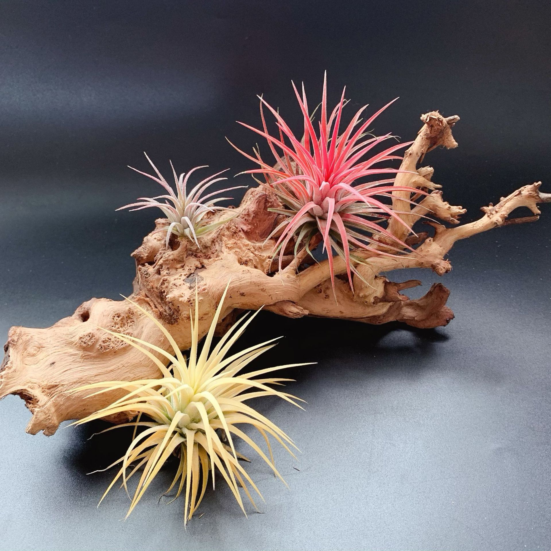 Factory Direct Supply, Base Delivery, Air Pineapple, Soilless Plants, Various Plant Combinations