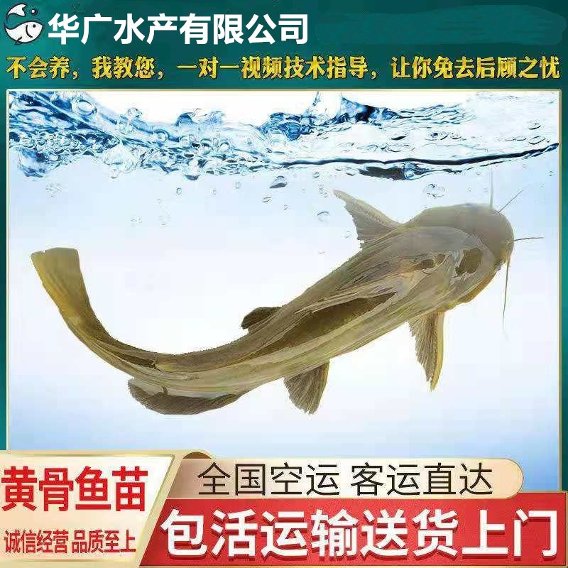 Качественные саженцы настоящего реального желтокостного сома, желтокостного рыбы, желтоспинного крокера, саженцы рыбы анг-тонг, живая упаковка, доставка на дом