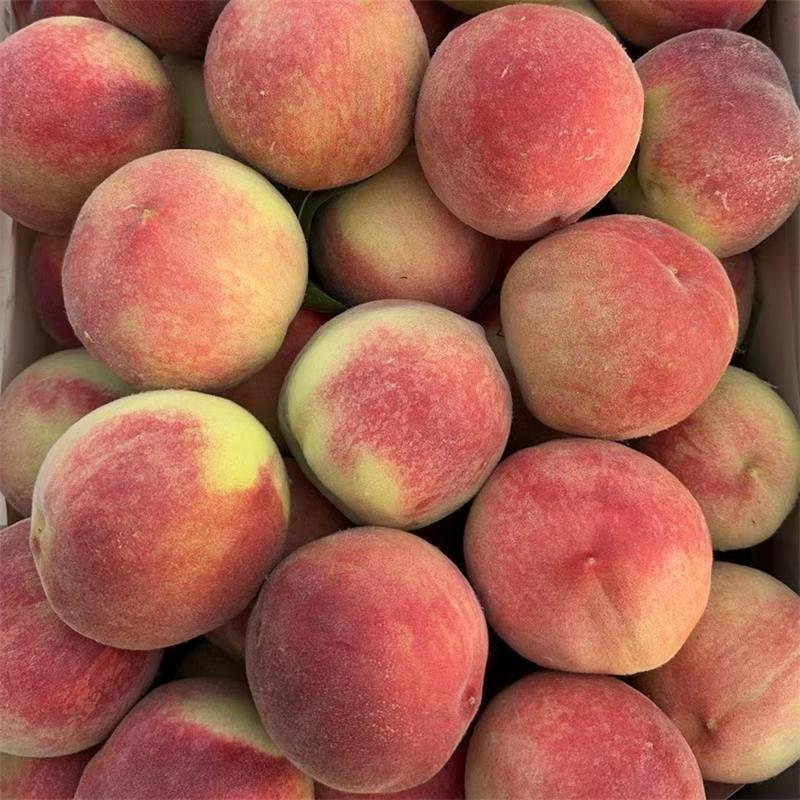 Shandong Breakthrough Peach Origin Direct Delivery Peach Free Shipping Fresh Fruit Peach Dropshipping