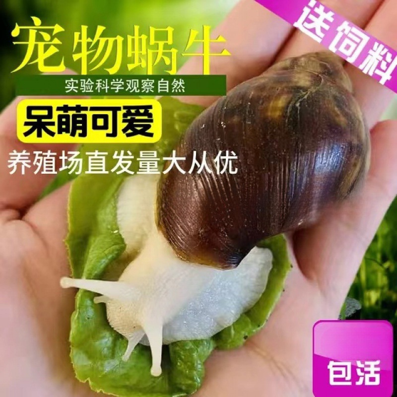 Оптовая продажа больших улиток, студенческая оптовая продажа, улитка белый нефрит, питомец, декоративное разведение, оптовая продажа маятников