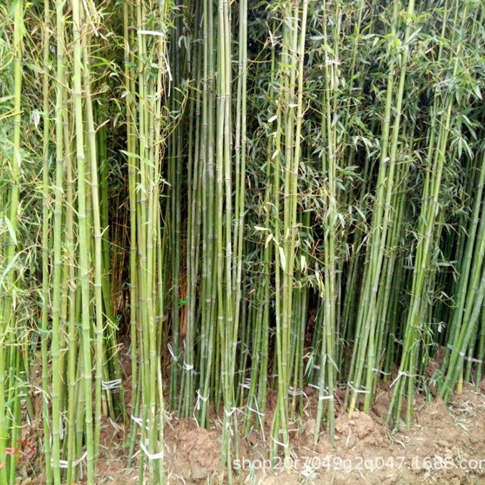 Wholesale Green Bamboo Seedlings Potted Bamboo Seedlings Courtyard Ornamental Bamboo Greening Plants Courtyard Wall House Balcony Greening