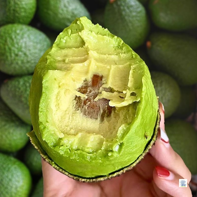 Selected Peruvian Imported Avocados, Fresh Seasonal Fruits, Fresh Fruit Avocados, Seasonal Rich Nutrition, Free Shipping for Pregnant Women