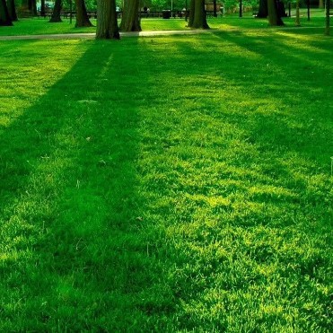 Factory Wholesale Perennial Blue Label Ryegrass Lawn Seeds, Evergreen, Cold-Resistant and Drought-Resistant Greening Slope Protection Grass Seeds for All Seasons