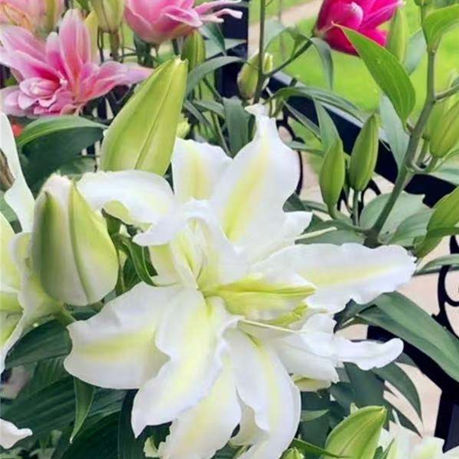 Lily Bulbs Bloom in All Seasons, Indoor and Outdoor Flower Pots, Perfume Lily Seeds, Easy to Grow and Live, Double-Petaled Flowers