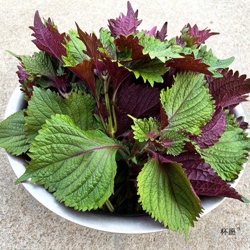 Farm Freshly Picked Whole-Leaf Perilla Leaves Without Long Stems, Edible Spice Vegetables for Fish, Shrimp, Crab, and Bullfrog to Remove Fishy Odor and Enhance Flavor