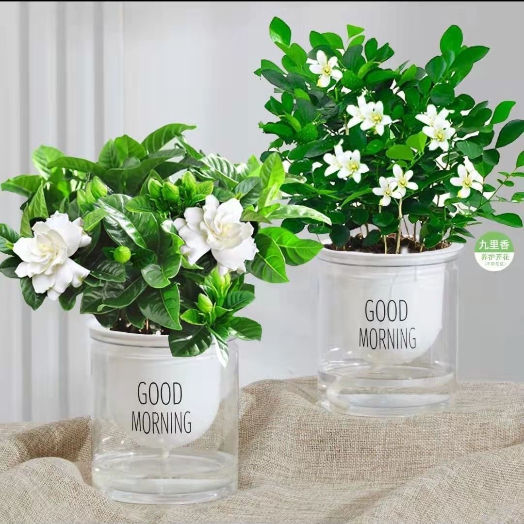 Green dill rich tree asparagus fleshy flower potted plant indoor mint rich bamboo hydroponic small green plant to feed well