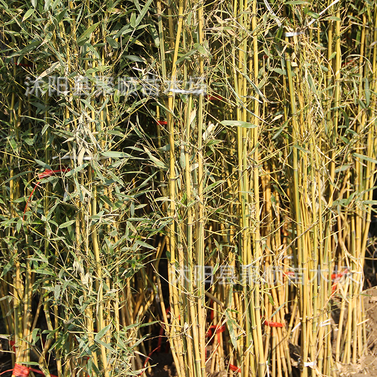 Bamboo Seedlings, Garden Plants, Purple Bamboo, Gold Inlaid Jade, Luohan Bamboo, Northern Cold-Resistant, Evergreen, Large-Scale Ground-Planted Green Bamboo Seedlings
