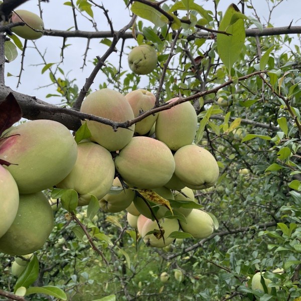 Yunnan Sour Papaya Free Shipping Fresh Dali Fruit for Pregnant Women Wild Soaked in Wine Red Flower Cyan Yellow Papaya Raw