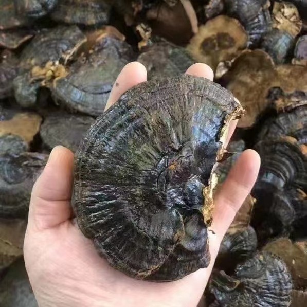 Wholesale black ganoderma lucidum whole not bitter gift box large base straight hair without handle can be sliced recruitment agent soup