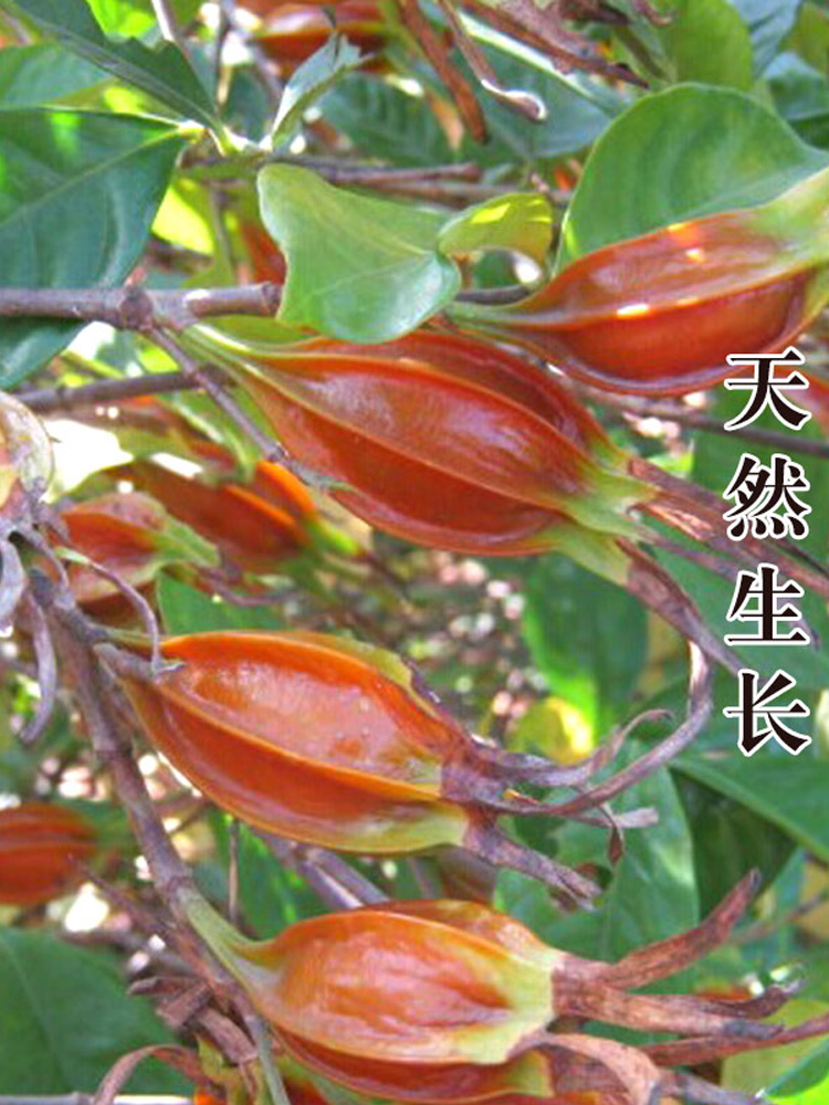 Gardenia 50g yellow branch red gardenia mountain gardenia farm sulfur-free halogen gardenia fruit