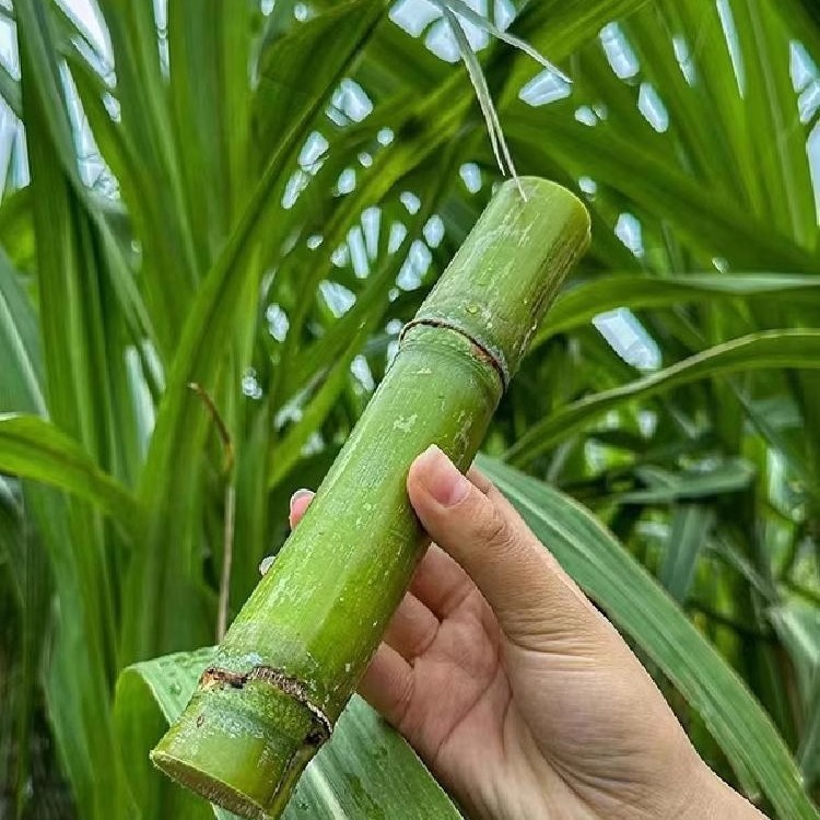 Authentic Taoshan Sugar Cane, Zhejiang Wenzhou Green-Skinned Fruit Cane, Freshly Cut Green-Skinned Fruit Cane 2.5kg Sf Gift Box
