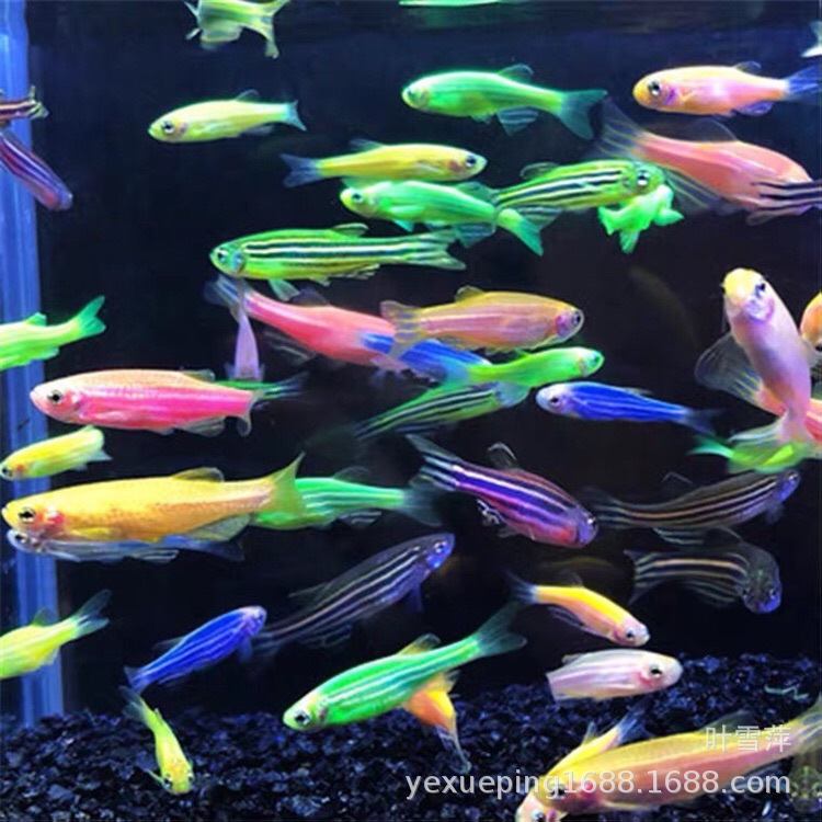 Red zebra fish live tropical fish low temperature resistant small lamp fish group grass tank mixed culture bottled ornamental fish live