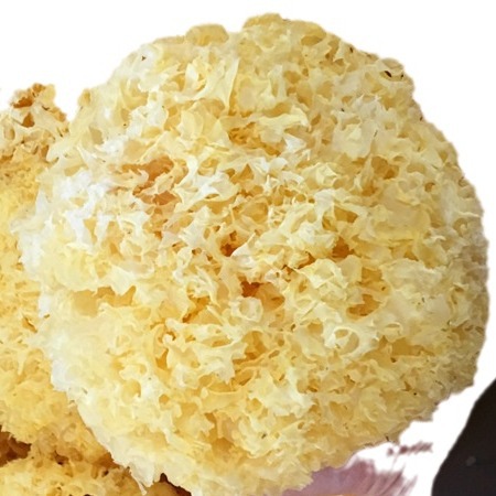 Tremella Gutian Tremella Sulfur-Free White Fungus Wholesale Tremella Bulk Wholesale 500g Tremella Wholesale