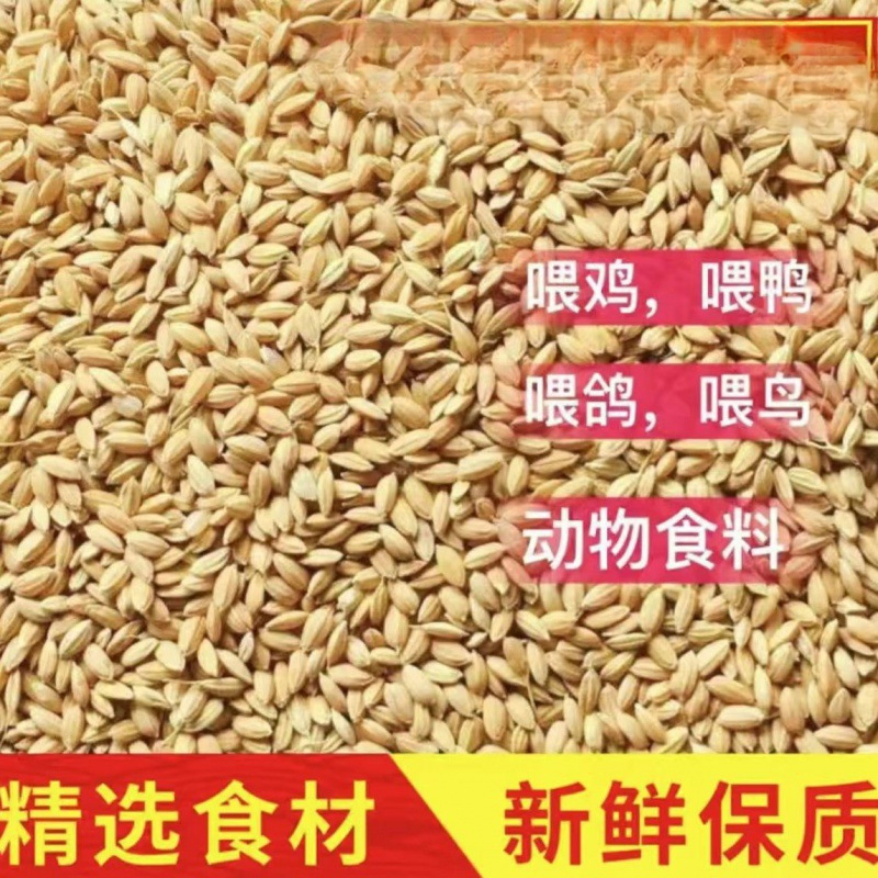 Rice Feed for Chickens, Northeastern Round Grain Cheap Rice, Shelled Rice, Chicken Feed