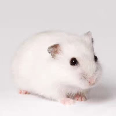 Unpackage Live Delivery Small Hamster Living Pet Three-Line Purple Warehouse Silver Fox Pudding Tiger Pattern Golden Bear Live Wholesale