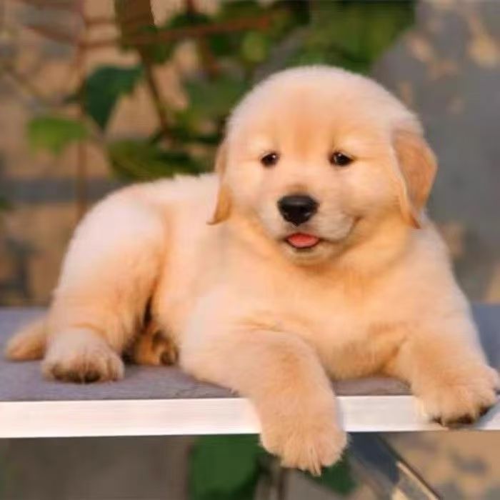 Wholesale Purebred Golden Retriever Puppies Live Golden Retriever Puppies Pet Dogs Golden Retriever Medium-Sized Dogs Guard Dogs Working Dogs