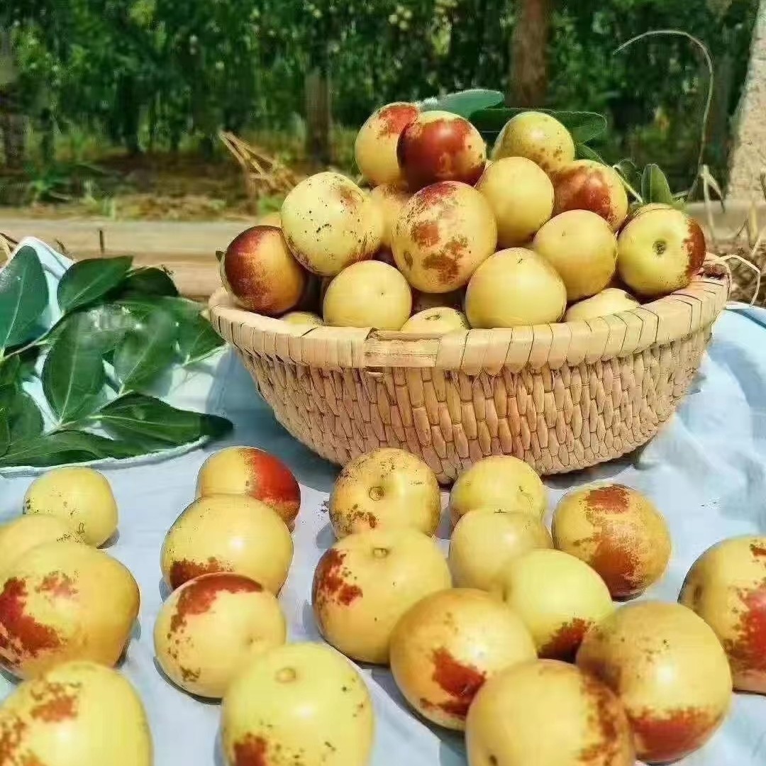 Dali Winter Dates Dropshipping Company Welfare Big Fruit Rock Sugar Dates Fresh Seasonal Fruits Sweet Crisp Fresh Dates Green Dates