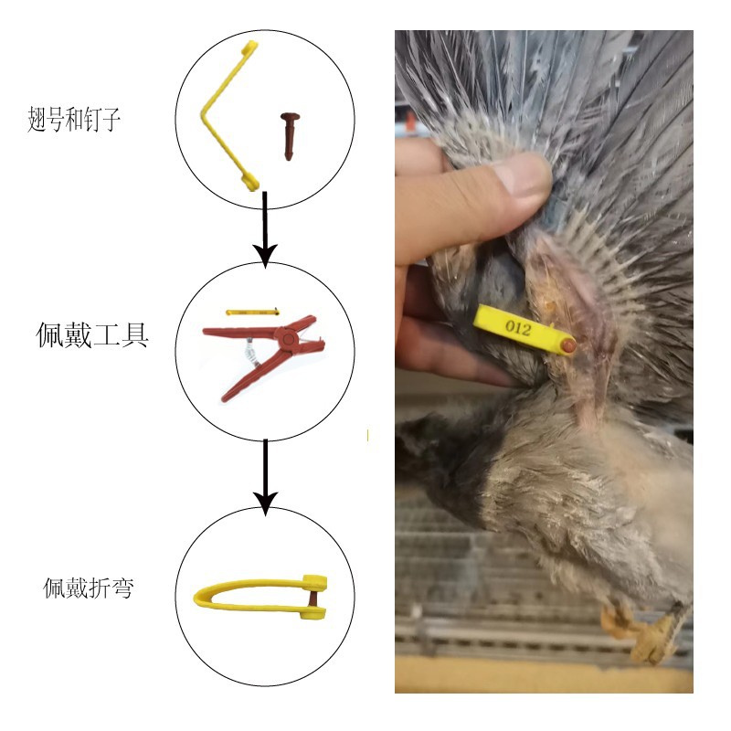 Bird Code Chicken Wing Bird Wing Bird Foot Ring Pigeon Foot Ring Chicken Foot Ring 1000 minimum order