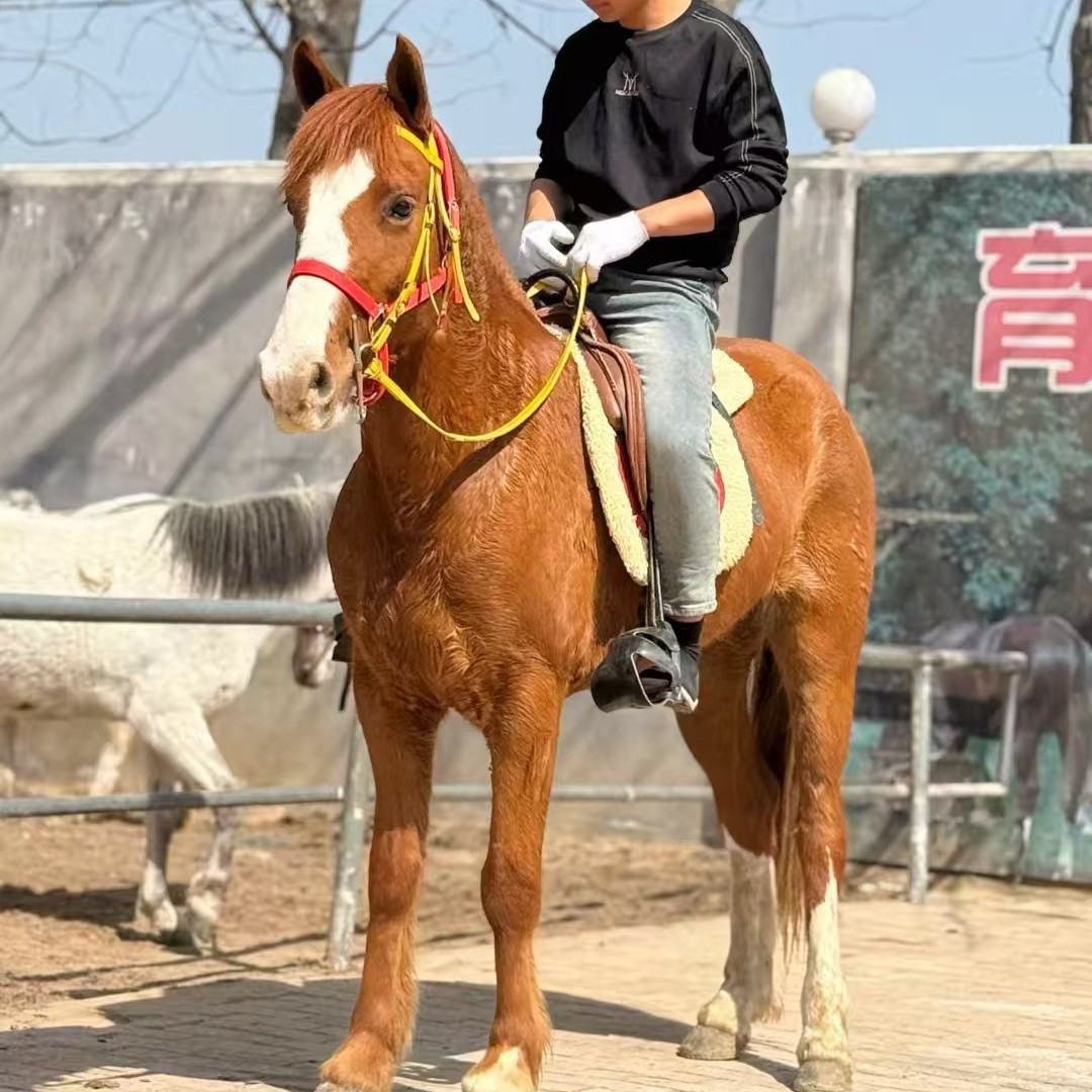 Детский учебник по верховой езде на арабских лошадях, живые лошади для гостиничного обслуживания, декоративные каретные лошади на продажу и переработка