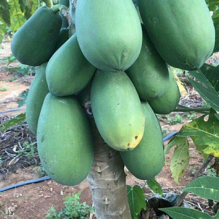 Red Heart Papaya Milk Rock Sugar Heart Green Peel Papaya Naturally Ripe Large Fruit 3kg 5kg 4.5kg Pieces of Papaya Dropshipping