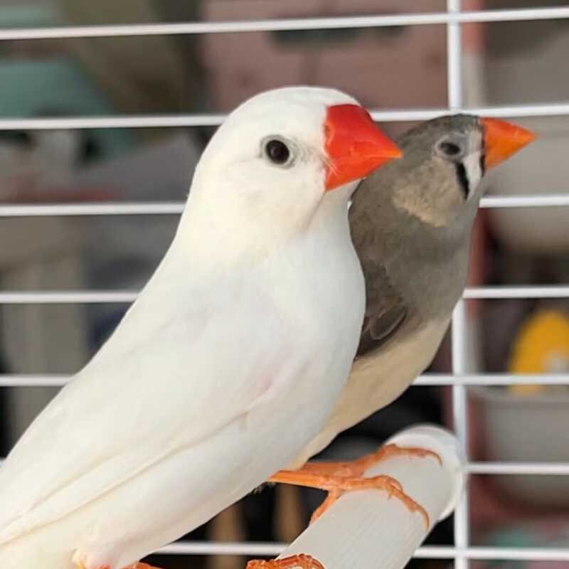 Small pearl bird pet bird live bird adorable pet bird pair can breed ten sisters colorful literary bird ornamental pet bird