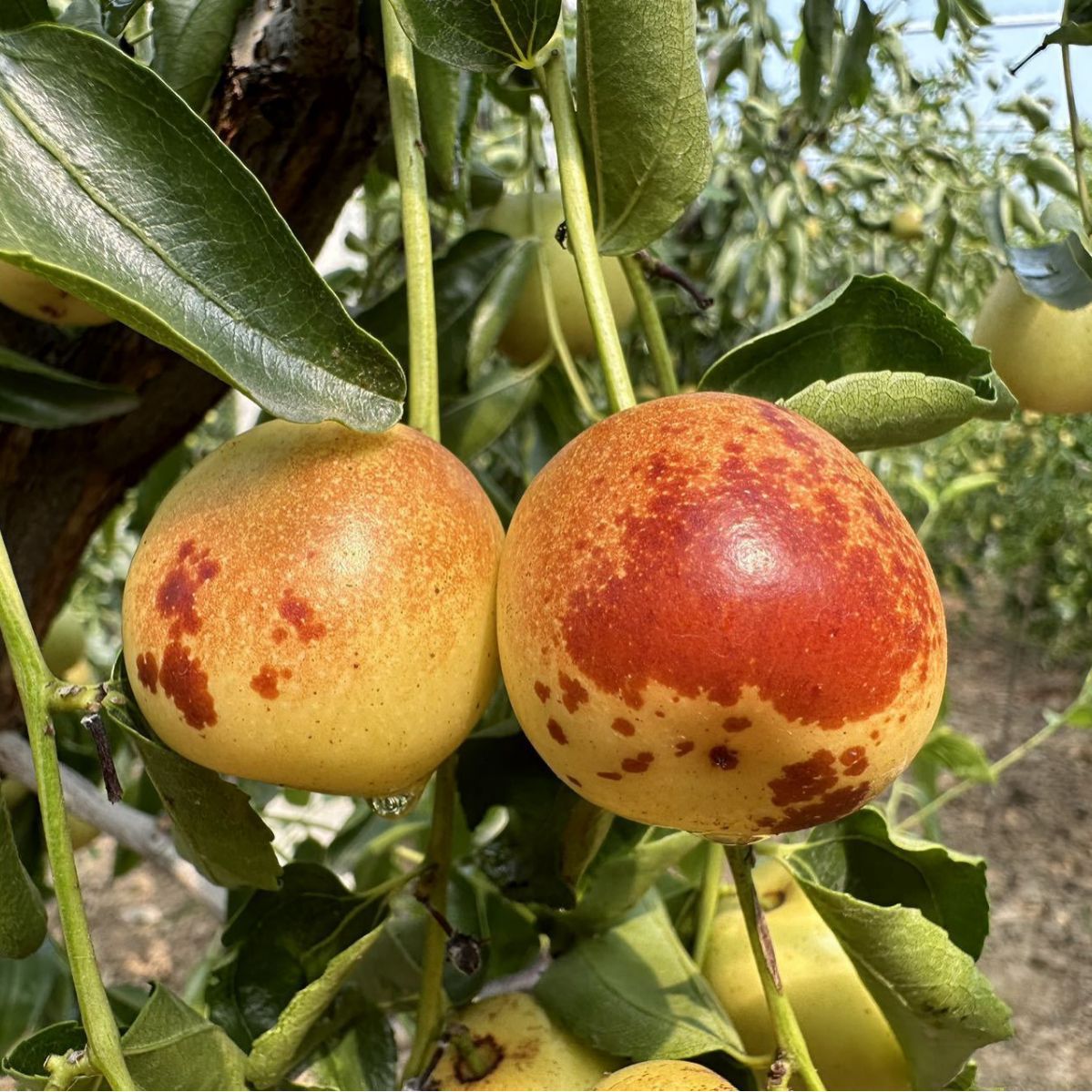 Zhanhua Winter Jujubes, Fresh Jujubes, Freshly Picked Large Fruits, Crisp and Sweet, Rock Sugar Green Red Dates, Premium Quality 2.5kg Fresh Crisp Dates, Large Fruits