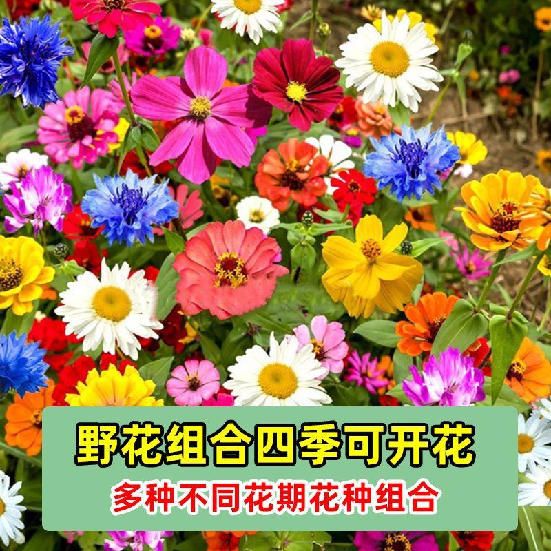 Комбинация семян диких цветов, семена пиретрума, семена гесанг на все сезоны, семена подсолнуха