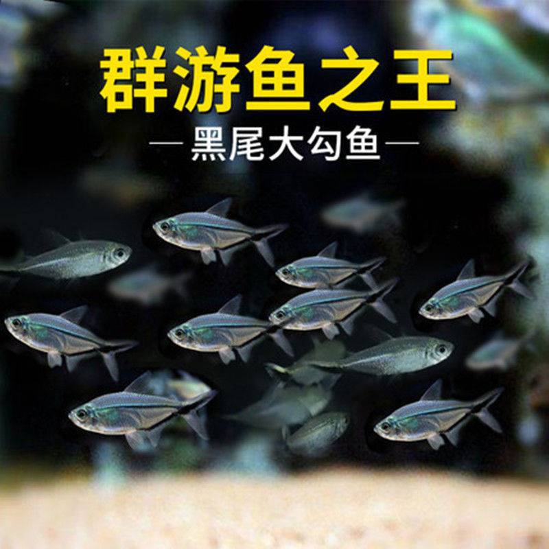 Black tail big hook fish wholesale small tropical fish ornamental fish living black tail fin grass tank group tour King Shanghai fishing ground